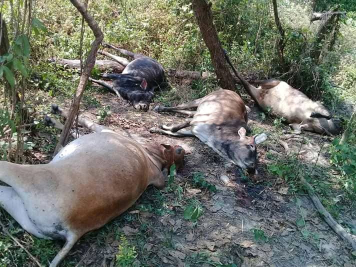 बैतडीमा ११ गाईकाे हत्या गरी वनमा फालियाे!